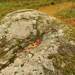 Валун Янки Купалы (Хоруженцы), октябрь 2016